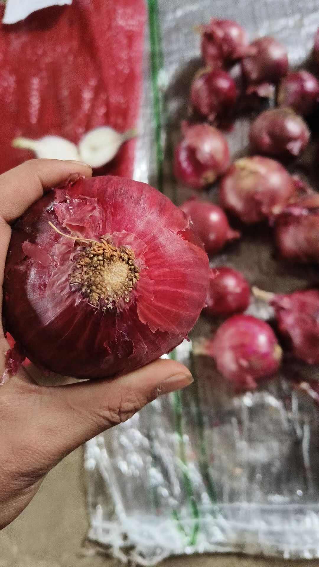 洋葱