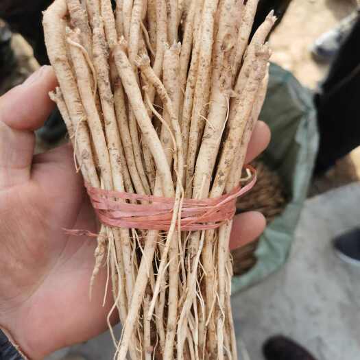 陇西县甘肃党参苗