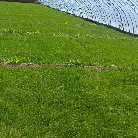 洋葱苗子基地批发