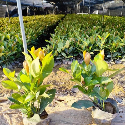 漳浦县宫粉龙船花