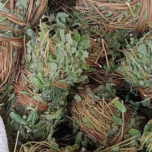 鸡骨草 有叶鸡骨草干草 小捆 无硫  现货质量保证欢迎联系