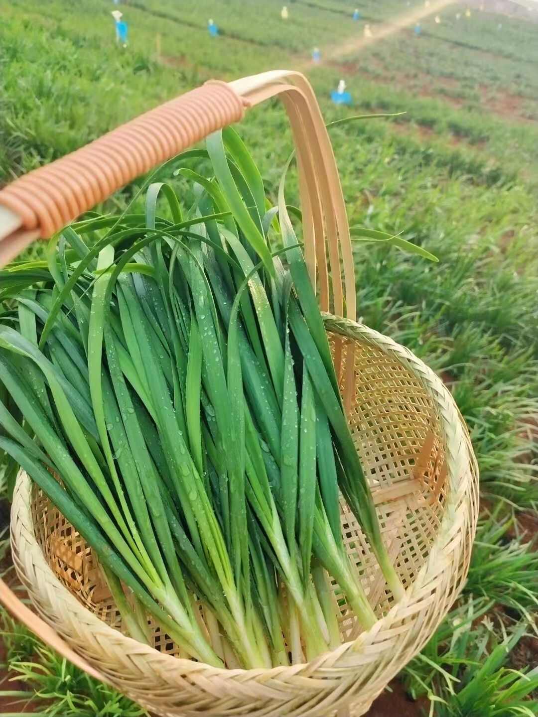 蔬菜种子不休眠韭菜种子