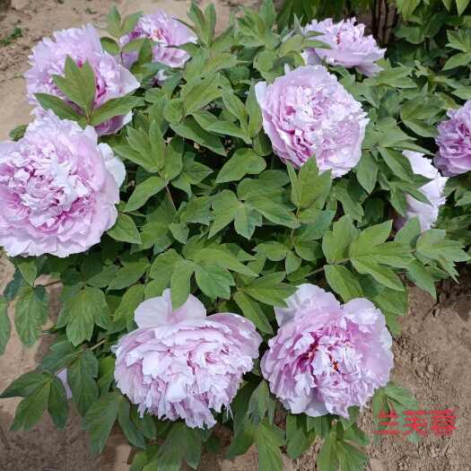 菏泽牡丹精品牡丹