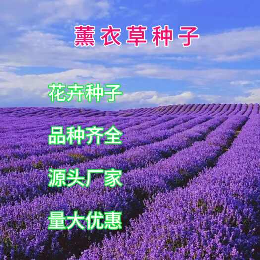 苏州薰衣草种子花卉种子批发花海景观绿化庭院花草种子种籽多连生花卉