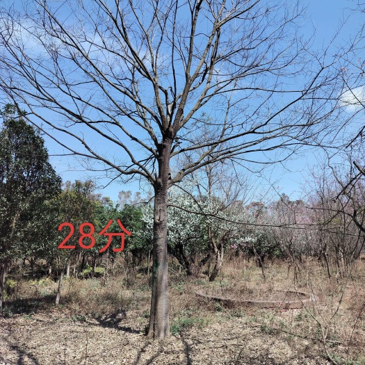 安宁市滇朴