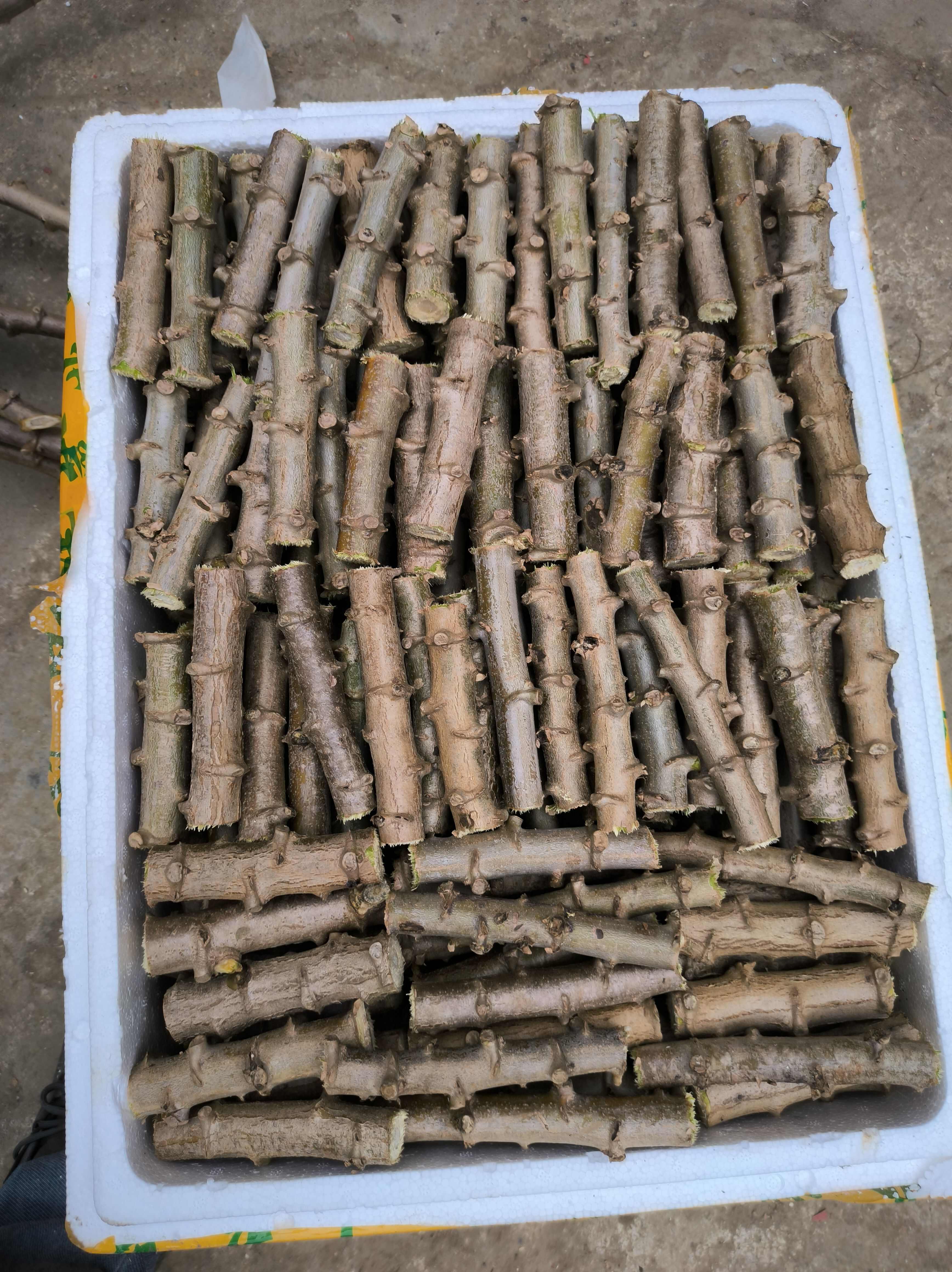 广西黄肉木薯种耐旱抗病高品质无菌脱毒木薯茎杆