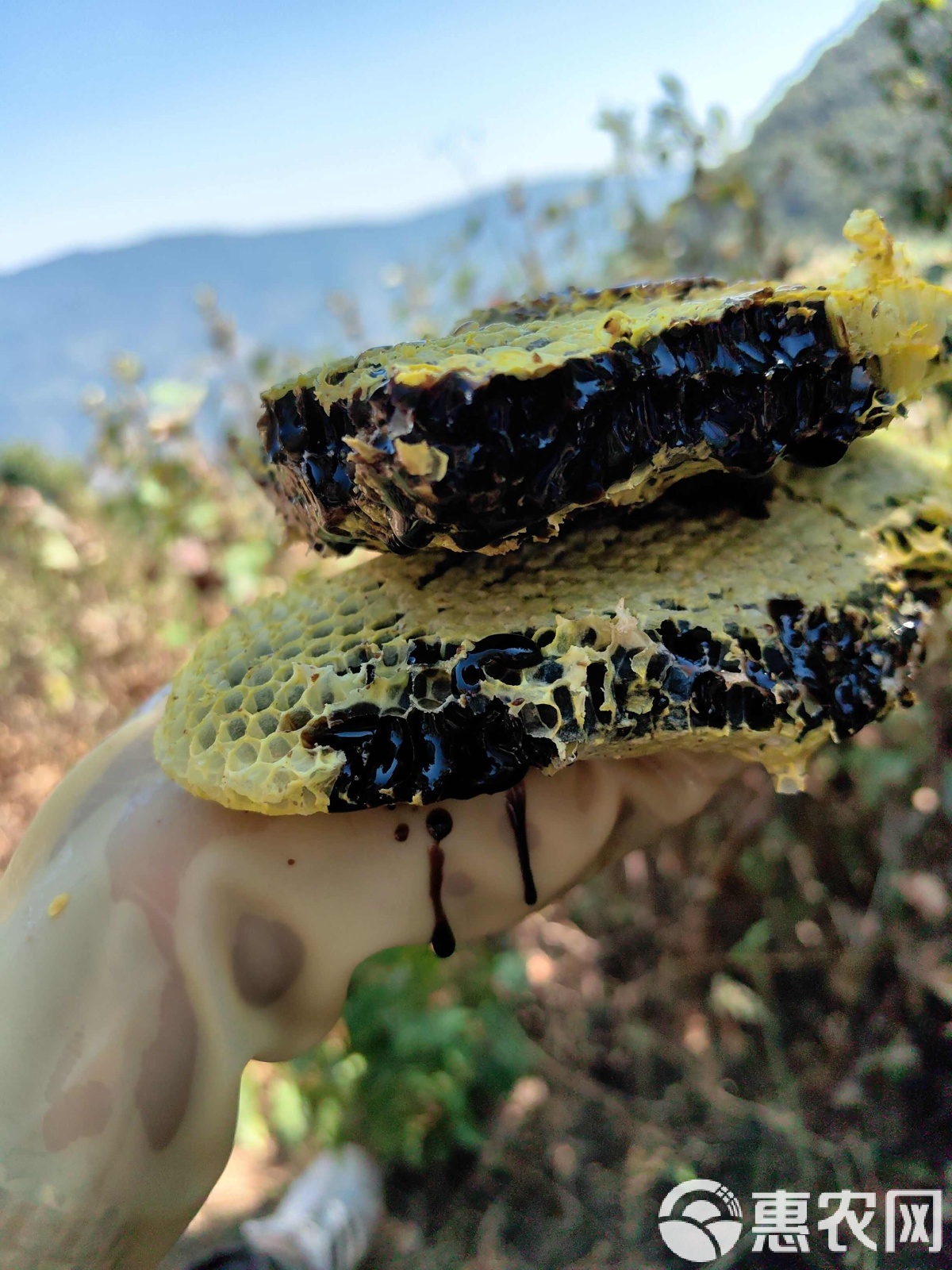 云南黑蜂蜜多少钱一斤是正品(云南黑蜂蜜是真的吗) 云南黑蜂蜜多少钱一斤是正品(云南黑蜂蜜是真的吗)