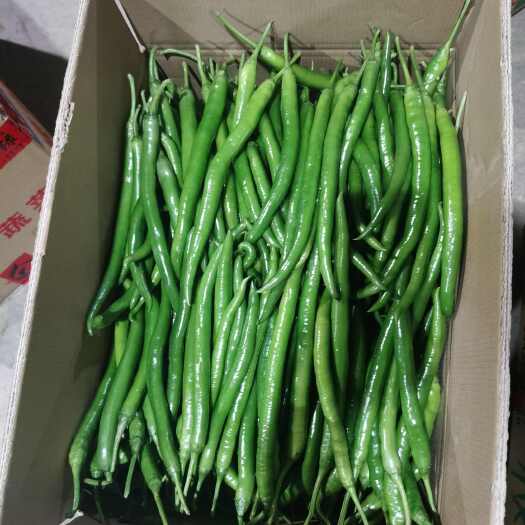 廉江市8号线椒，3号线椒！二荆条，青尖椒！