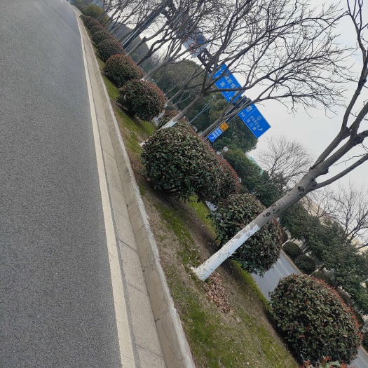 道路改造低价处理红叶石楠球红叶石楠树