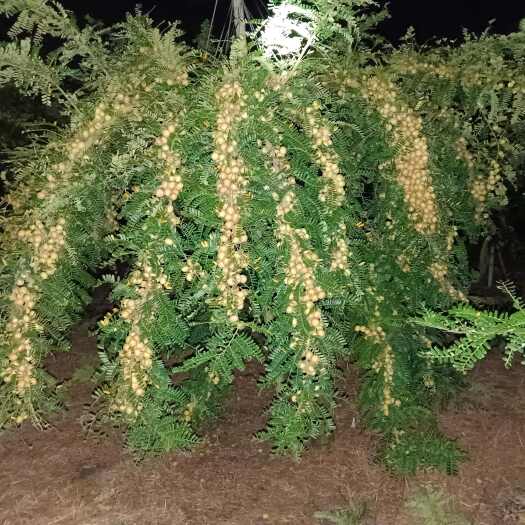 潮汕原产地一手货源当季甜油甘果大量上市广东包邮