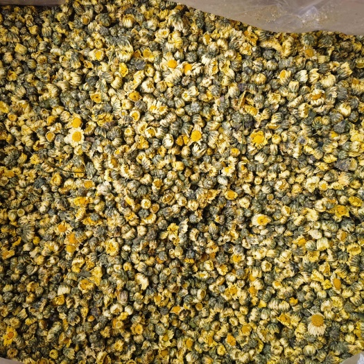 野甜菊花胎菊王