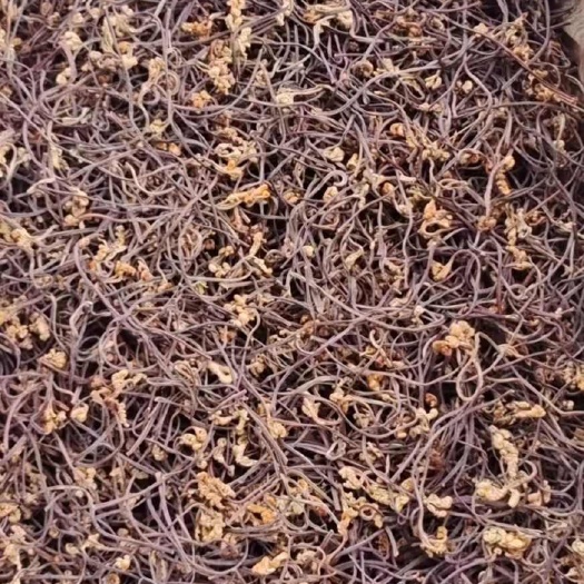 湖南蕨菜干
