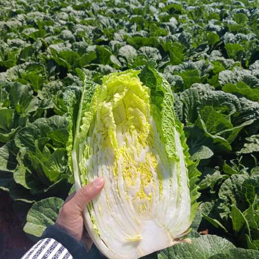 陆良县青麻叶大白菜