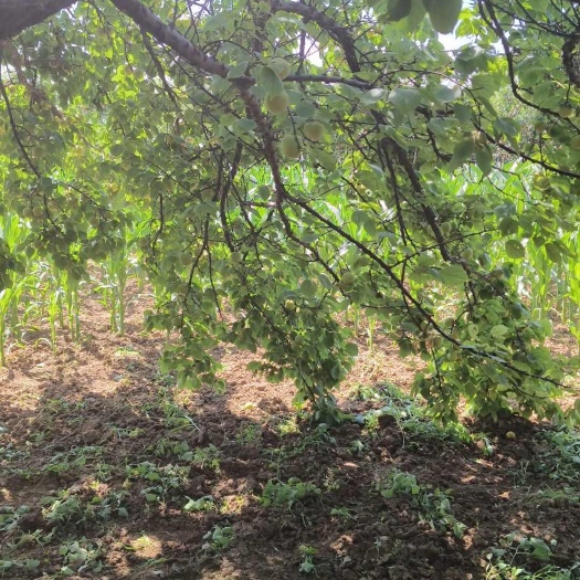 文水县优质酥梨