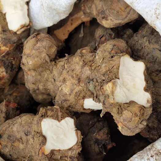 大化县土茯苓