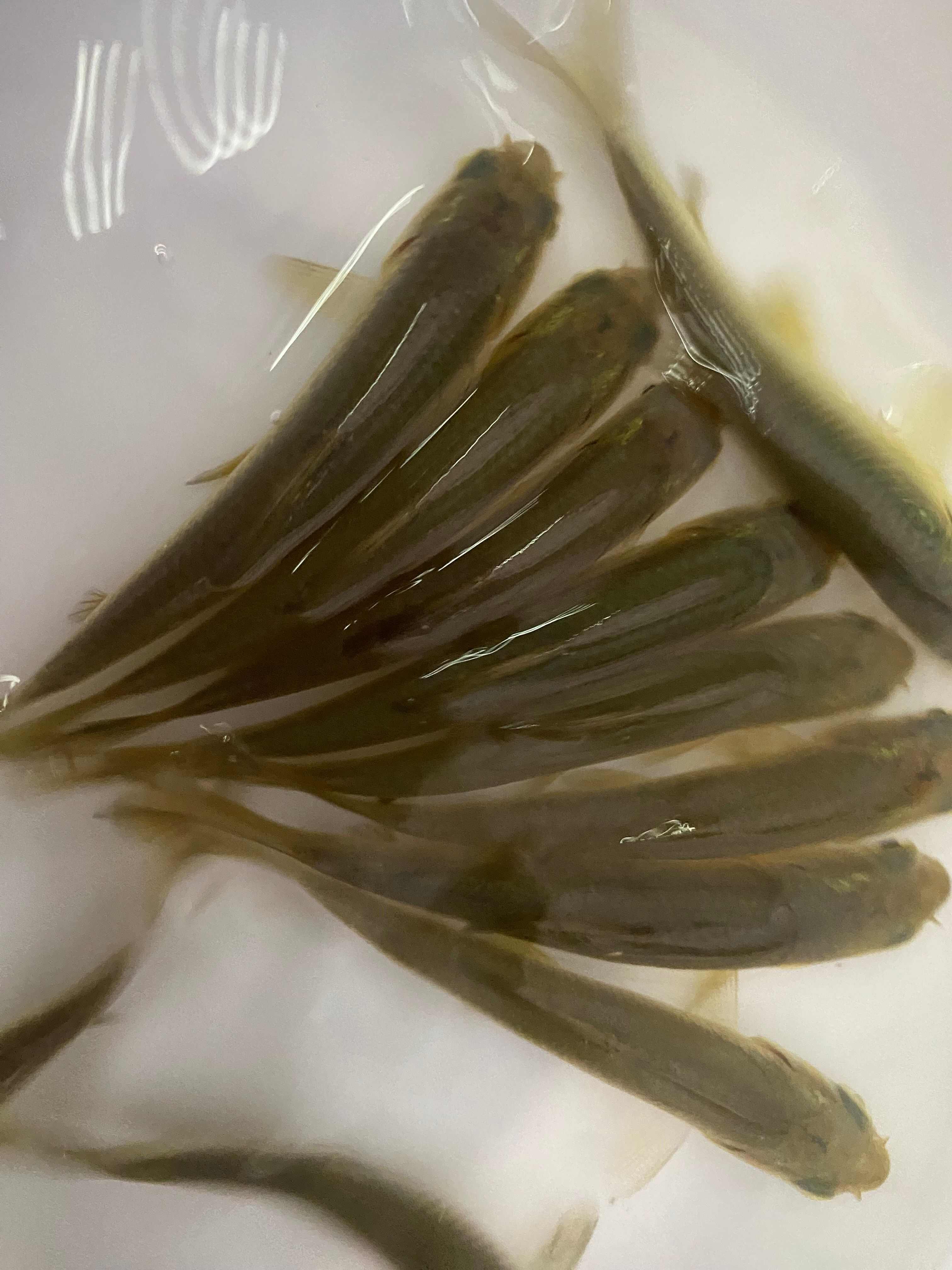 清远吃田螺的青鱼苗基地直发