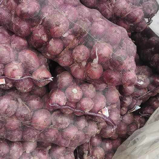 丰县红皮洋葱 紫皮洋葱 大量供应 对接加工厂市场