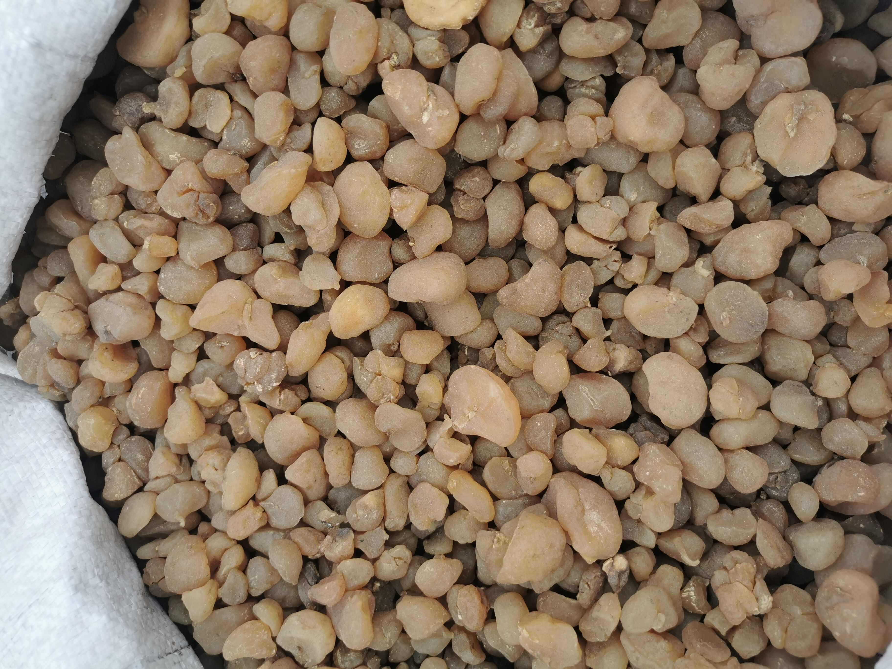 贝母苗