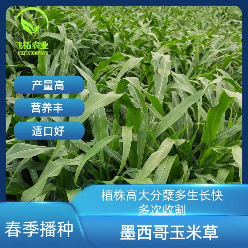 墨西哥玉米草种籽牧草种子猪牛多年生再生畜牧养殖喂鱼草种籽四季
