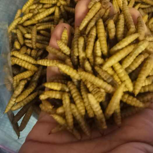  黑水虻