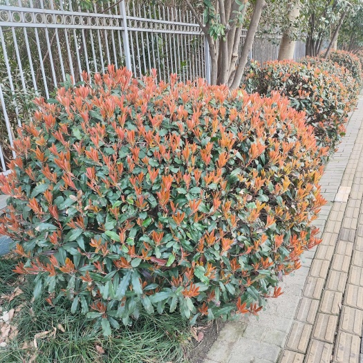 无锡造型优美成活率高