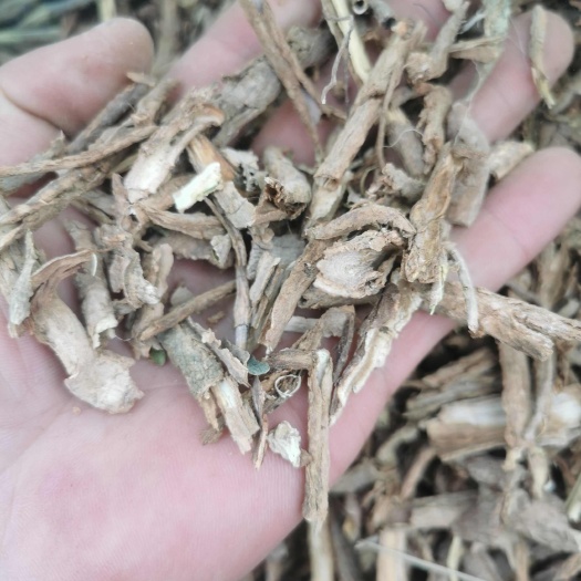 地骨皮