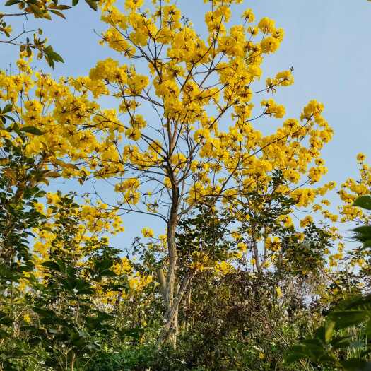 惠东县黄花风铃木