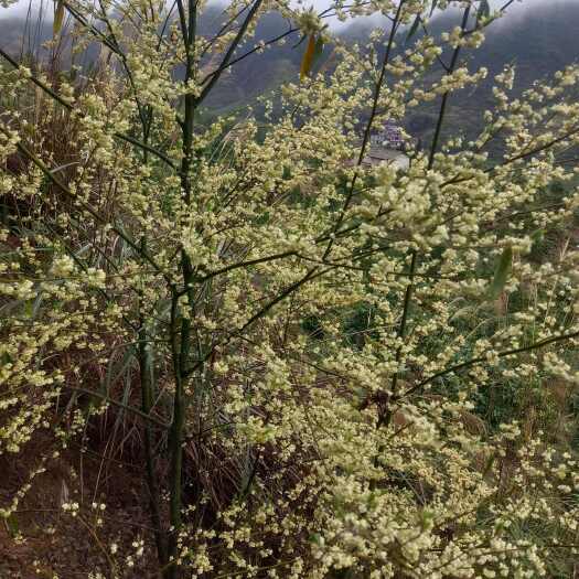 中药材山苍子山胡椒木姜子苗