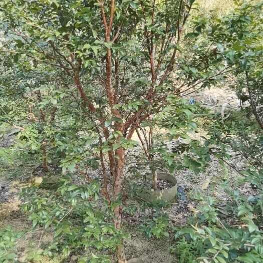 嘉宝果苗