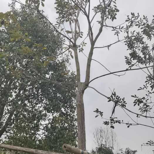 灵山县黄花风铃