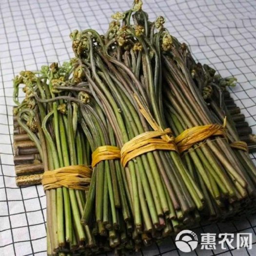 安顺贵州蕨菜