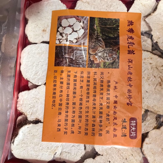 虎奶菇 优质虎乳菌干货产地一手货源可供实体店批发零售量大从优