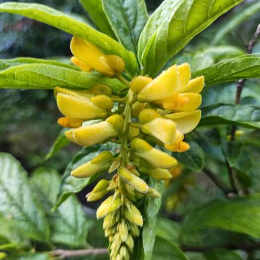 炎陵县黄花倒水莲种苗
