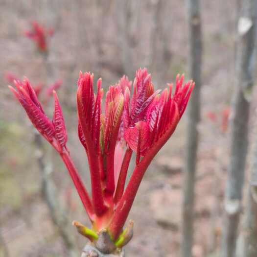 大竹县露天红油香椿芽