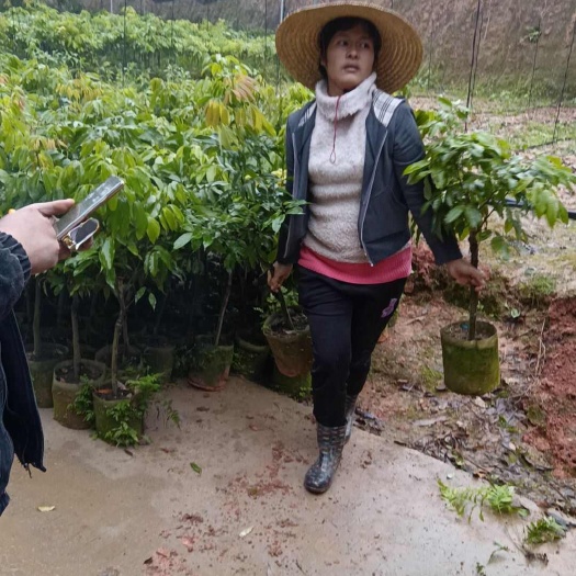 灵山县无核荔枝苗