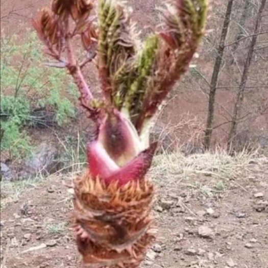 荆棘苗