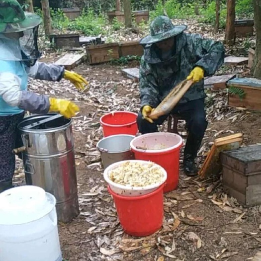 福建诏安富硒荔枝，龙眼蜜，大量有货，有需要联系我