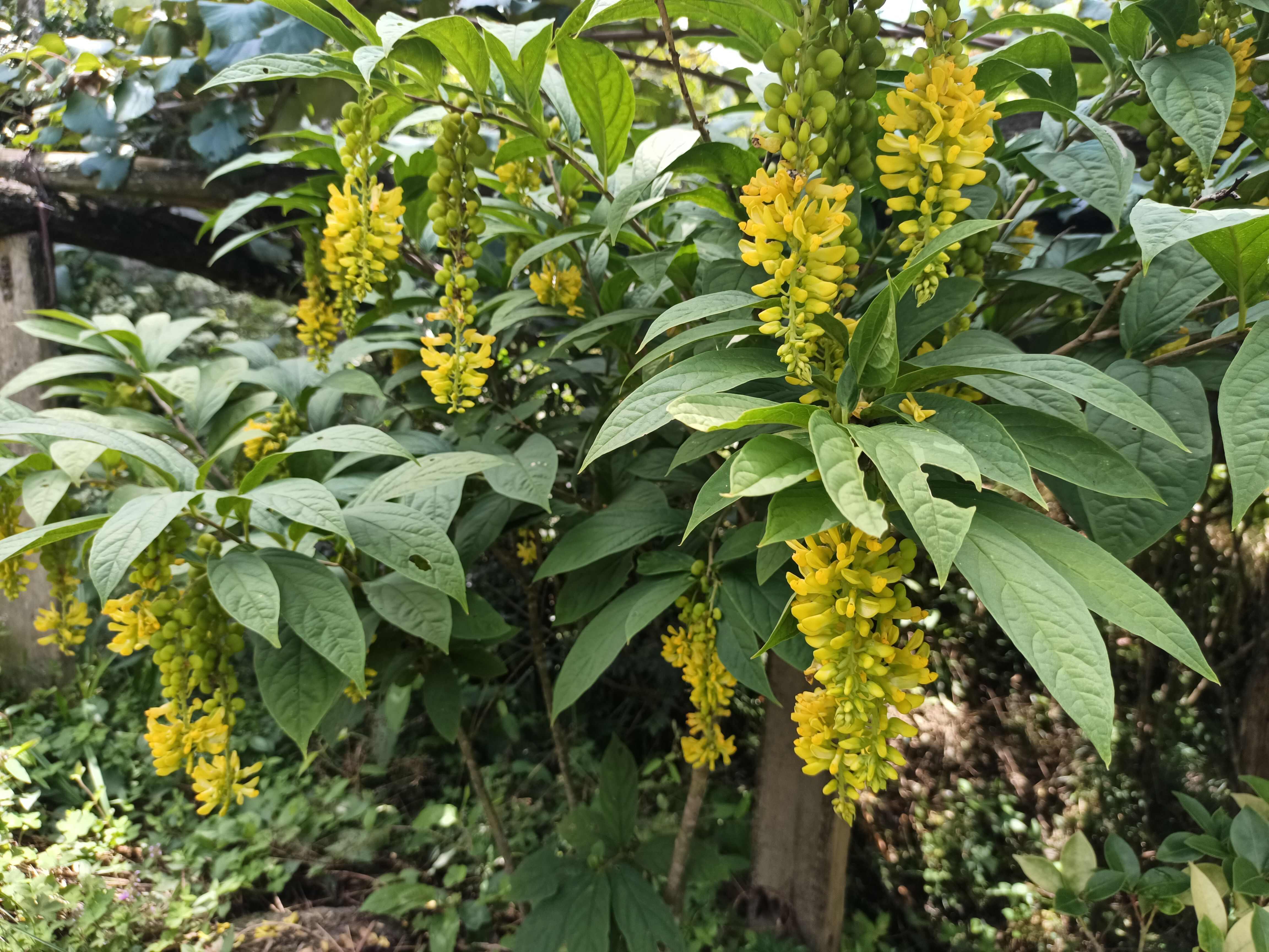黄花倒水莲种苗