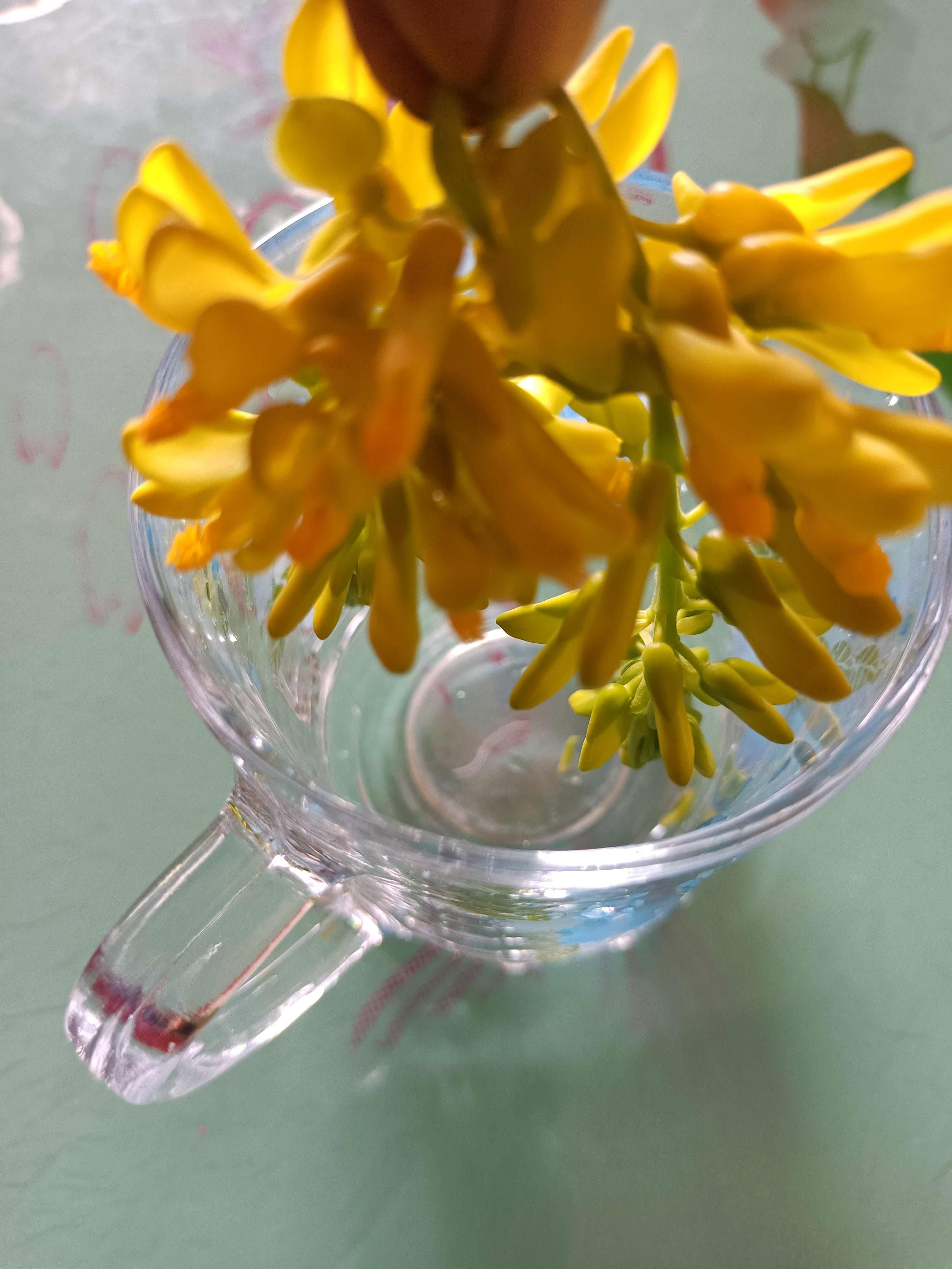 黄花倒水莲种苗