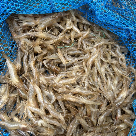汉源县河虾。湖虾