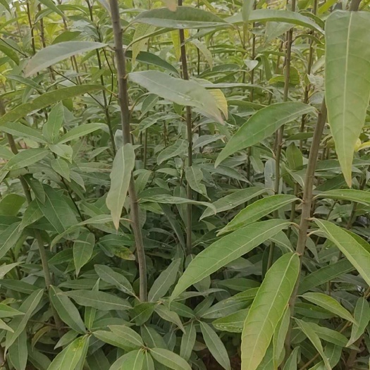 茶陵县小叶青冈容器苗