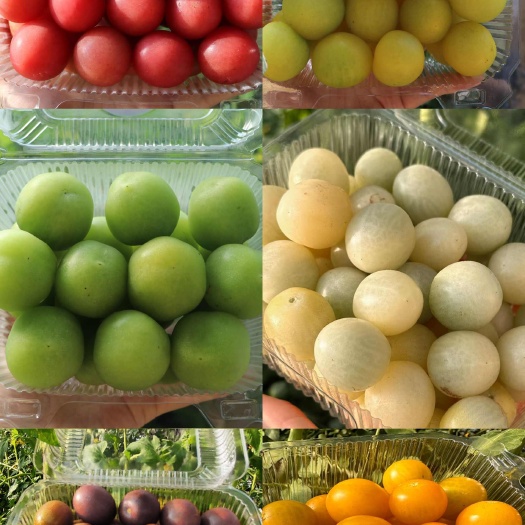 包头番茄百亩园区种植，寻找南方合作客户，夏季种植番茄，口感好。