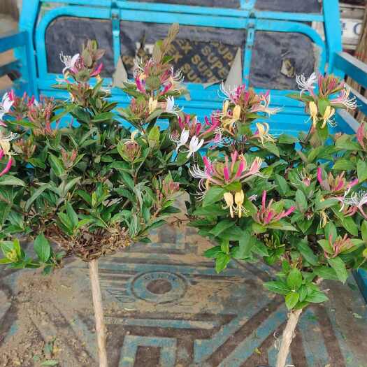 平邑县五彩金银花金银花苗。金银花木默认最后一副
