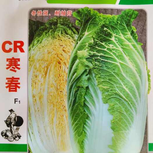 成都大白菜种子