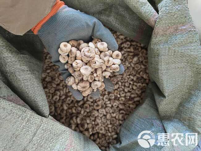 贝母无硫磺熏蒸平贝母特级正品打粉专用自然晾晒