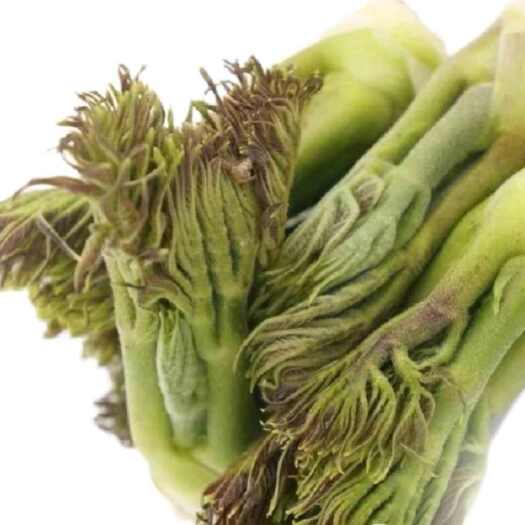 大方县刺嫩芽