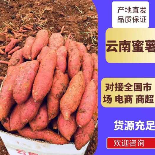 湛江济26沙地蜜薯 实力商家 新鲜现挖 香甜软糯老少皆宜淀粉薯