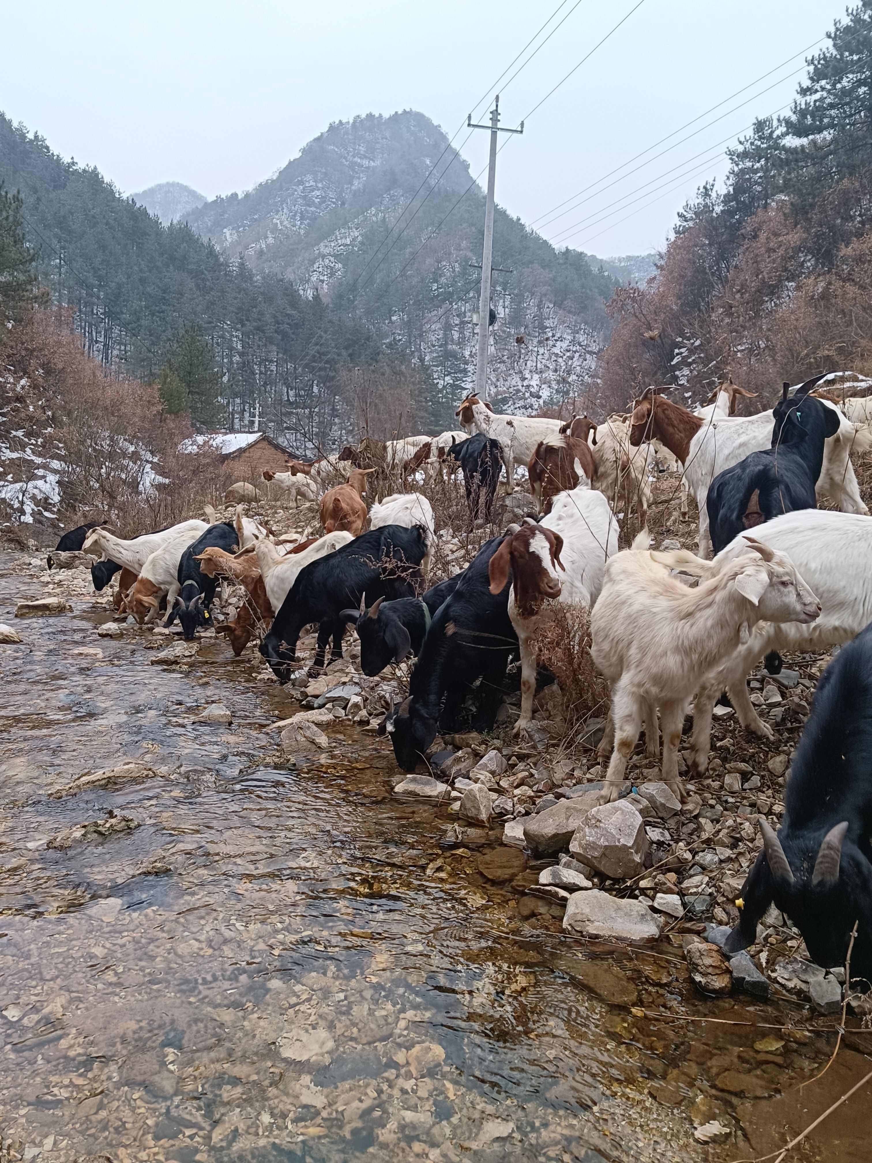 白山羊