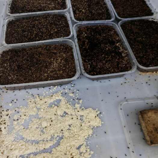 上海蟋蟀销售，大小规格都有