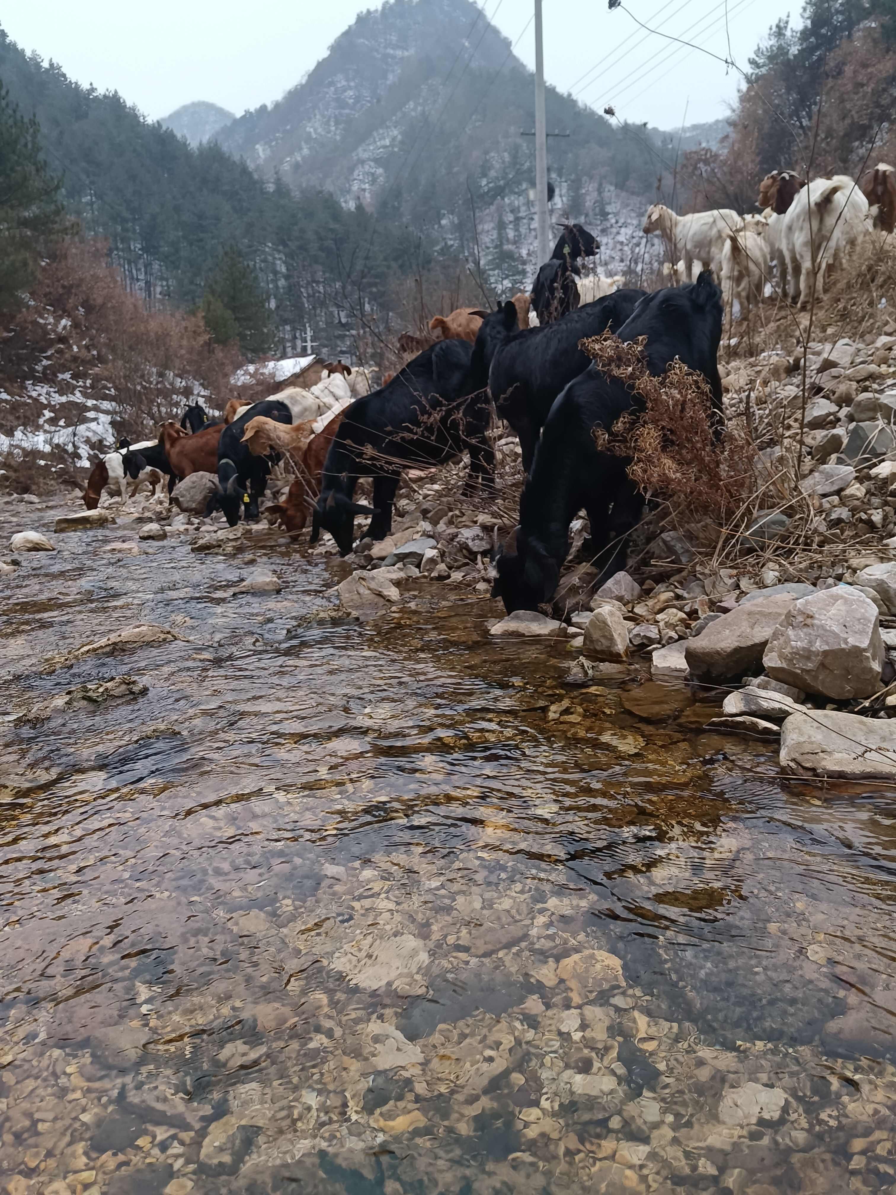 白山羊